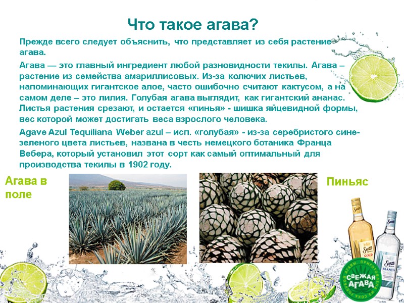 Что такое агава? Прежде всего следует объяснить, что представляет из себя растение агава. Что такое агава? Прежде всего следует объяснить, что представляет из себя растение агава.